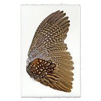 Close-up of the "Feathers Ring Neck Pheasant Right Photography Art (size + style options)," by Barloga Studios, showcasing intricate brown and white feathers against a plain background.