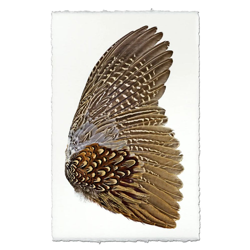 Photography Art - Feathers Ring Neck Pheasant (right) (size + style options)