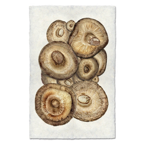 photography art shitake mushrooms