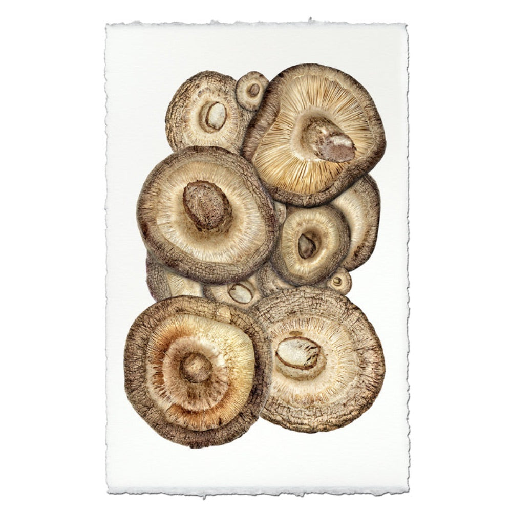 photography art shitake mushrooms