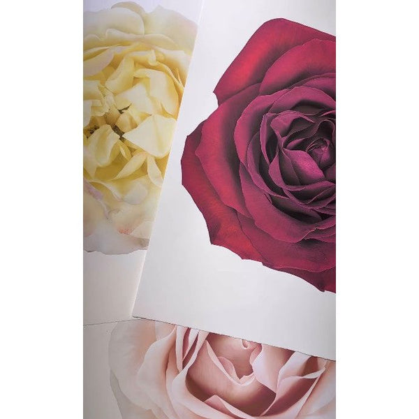 Barloga Studios' Pink + Yellow Rose Photography Art: a close-up of cream, red, and pale pink roses on handmade paper.