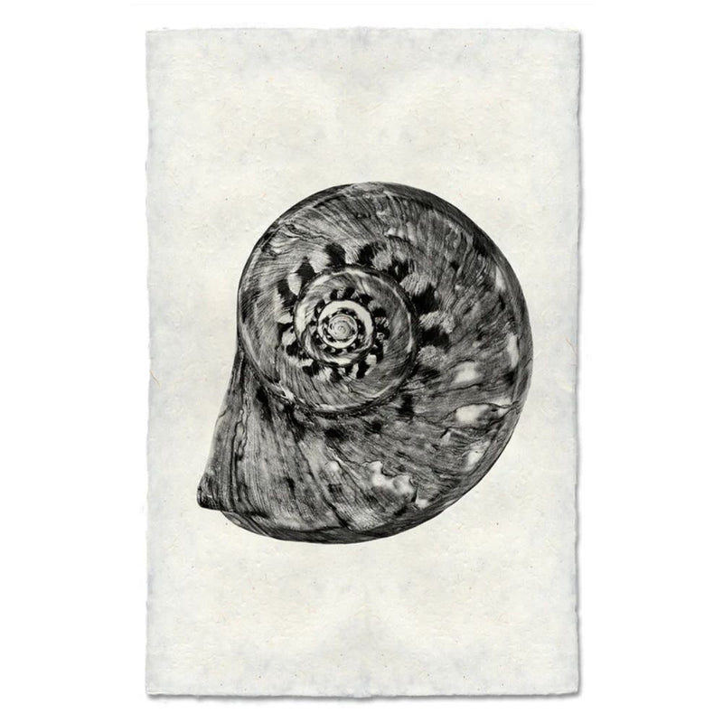 photography art blue handmade spiral seashell