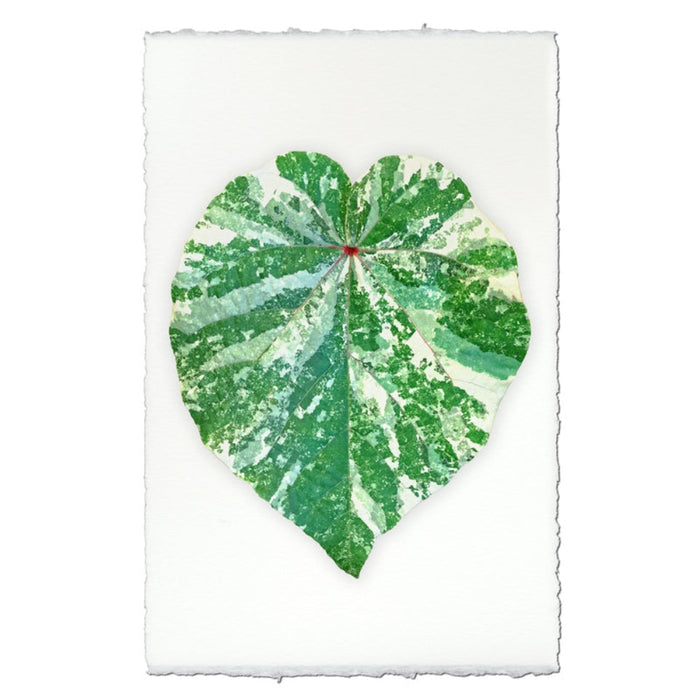 photography art tropical leaf 1