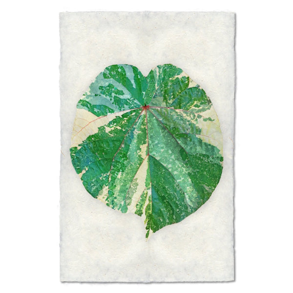 photography art tropical leaf 3