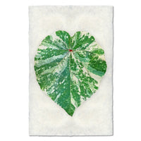 photography art tropical leaf 1