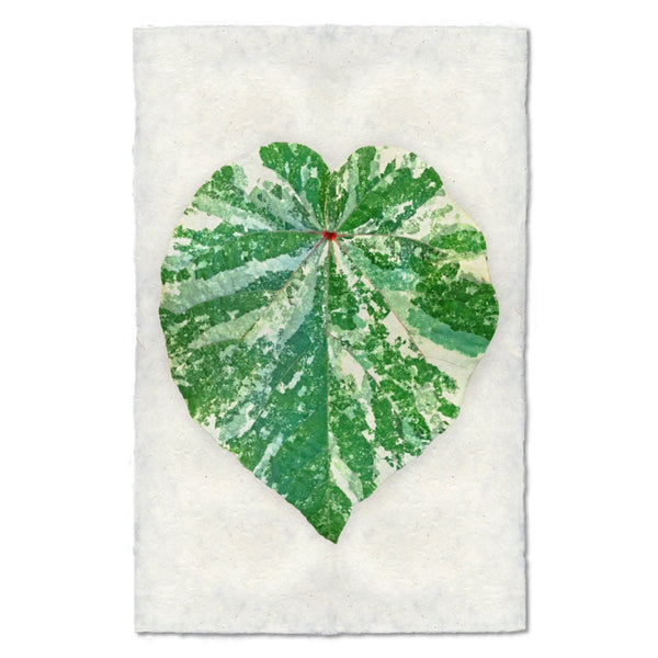 photography art tropical leaf 1