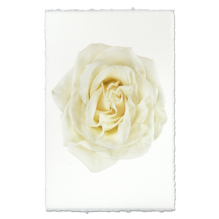 photography art yellow rose