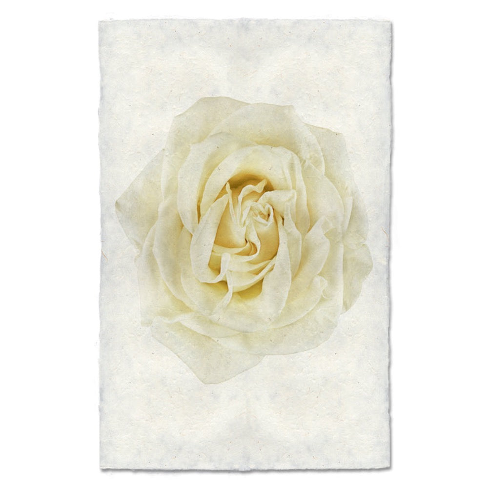 photography art yellow rose