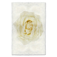 photography art yellow rose