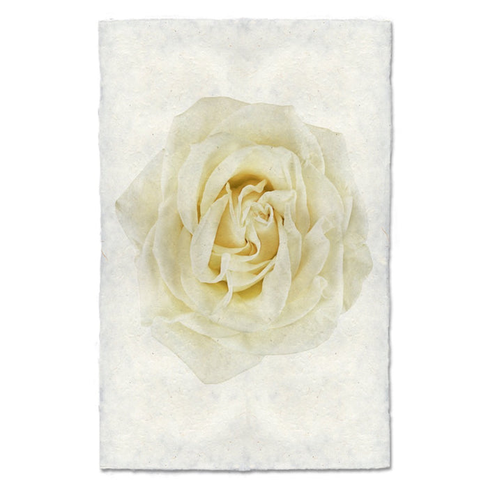 photography art yellow rose