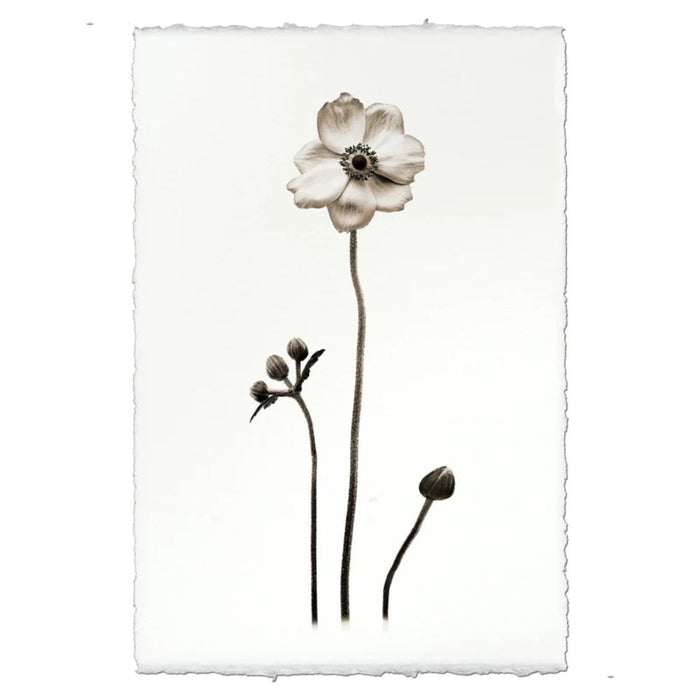 Black White Anemone Flower Photography on Handmade Paper