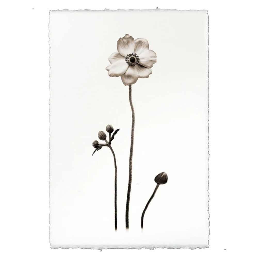 Black White Anemone Flower Photography on Handmade Paper