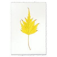 photography handmade paper birch leaf nature wall art