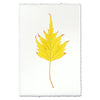 photography handmade paper birch leaf nature wall art