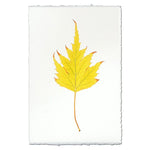 photography handmade paper birch leaf nature wall art