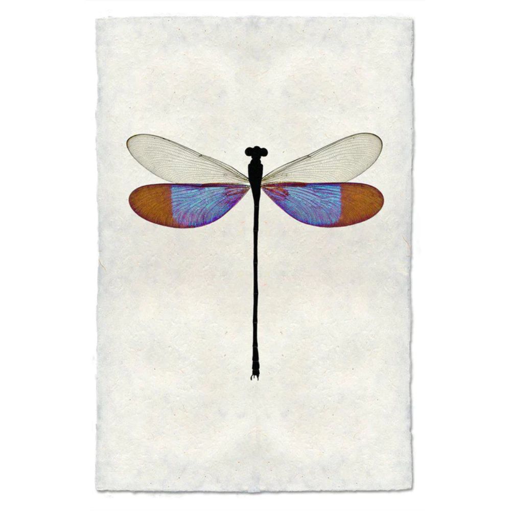 photography handmade paper damsel blue wall art