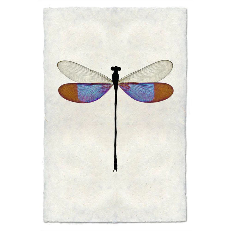 photography handmade paper damsel blue wall art