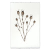 photography bulb plant handmade paper
