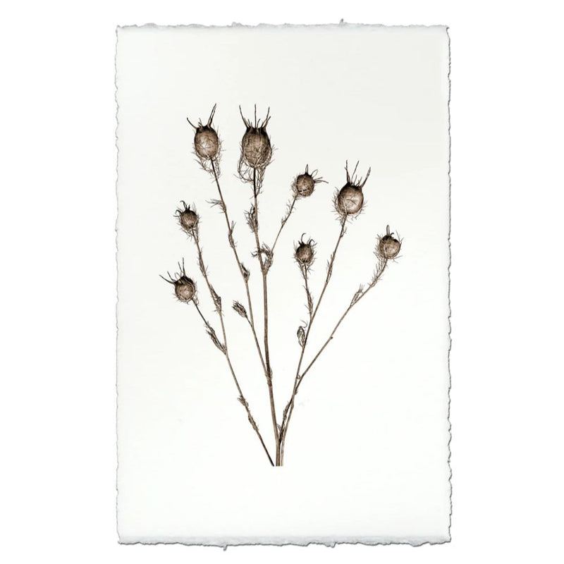 photography bulb plant handmade paper