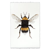 Bumblebee on a white background