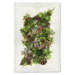 Showcasing a vertical arrangement of various succulents forming the shape of Germany on a plain white background, the Collective Succulents Photography Art from Barloga Studios offers diverse framing options for an elegant display.