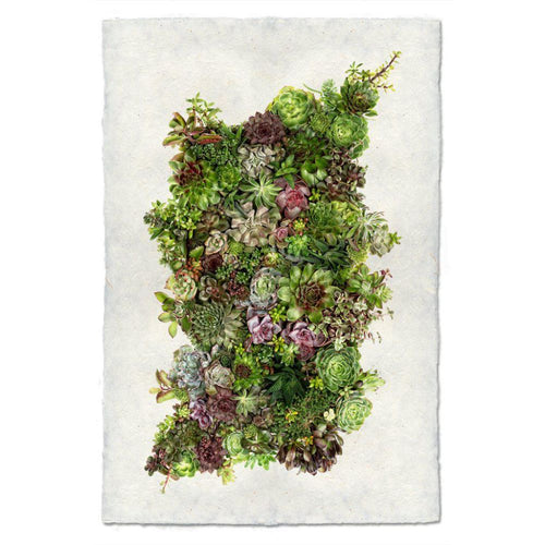 Photography Art - Collective Succulents (size + style options)