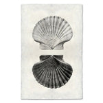 photography art handmade paper scallop shells two black and white