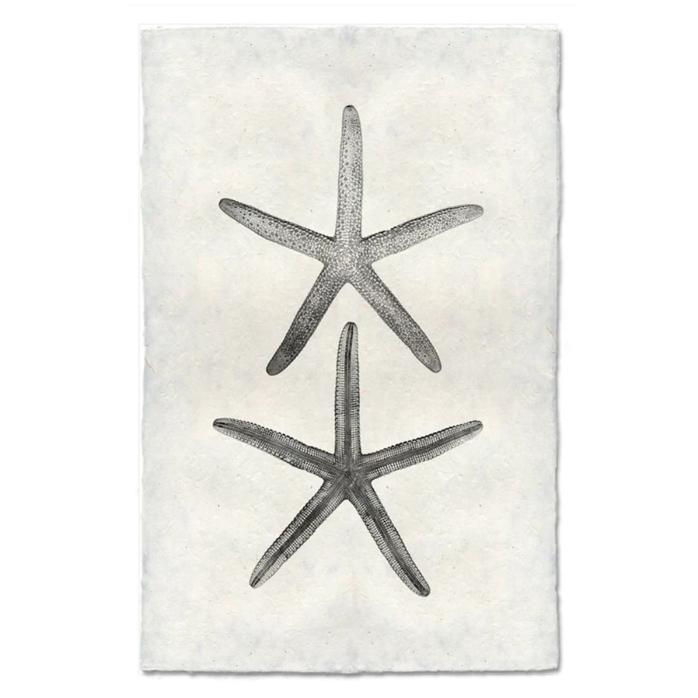photography art handmade paper starfish two black and white
