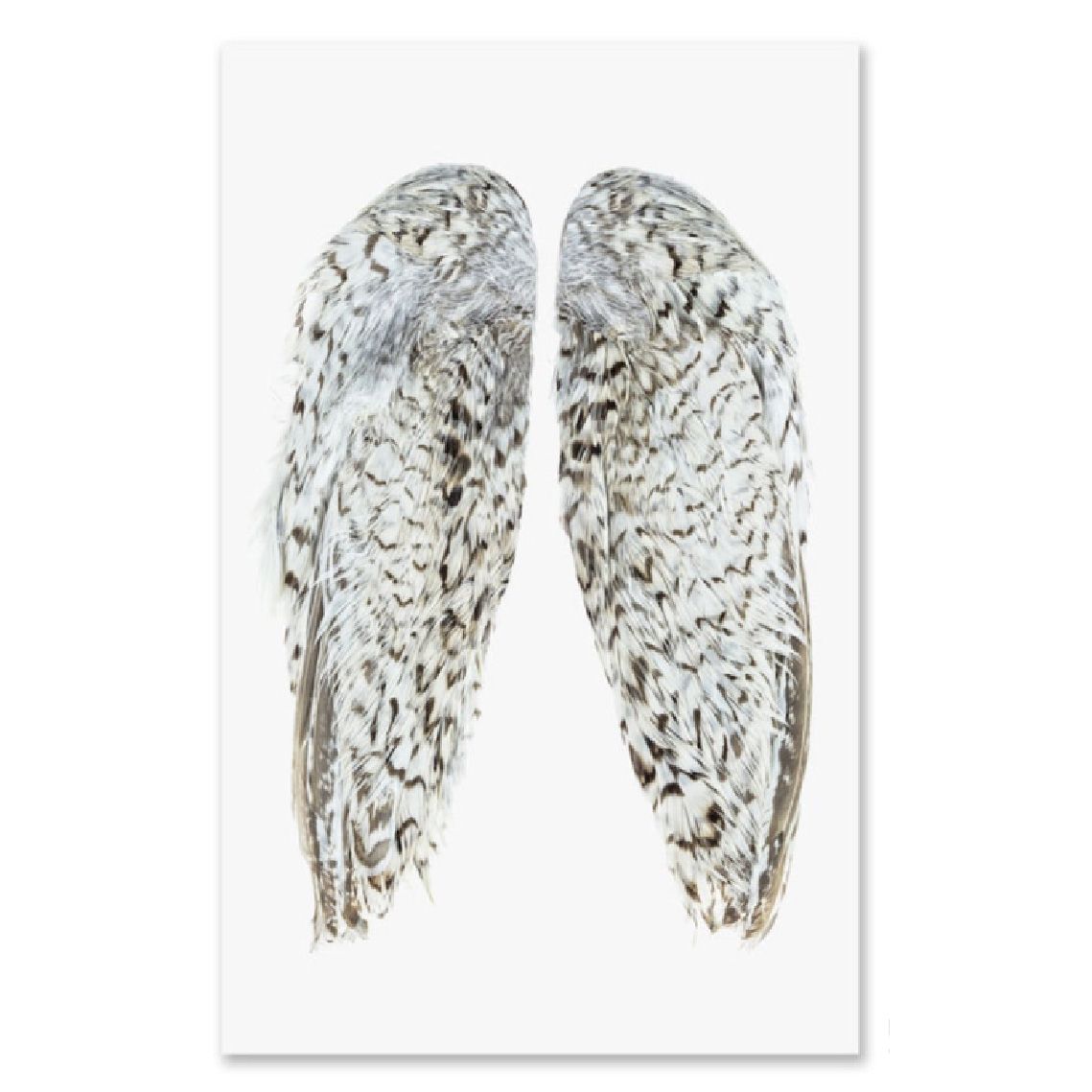 large photography art snowflake quail wings grand