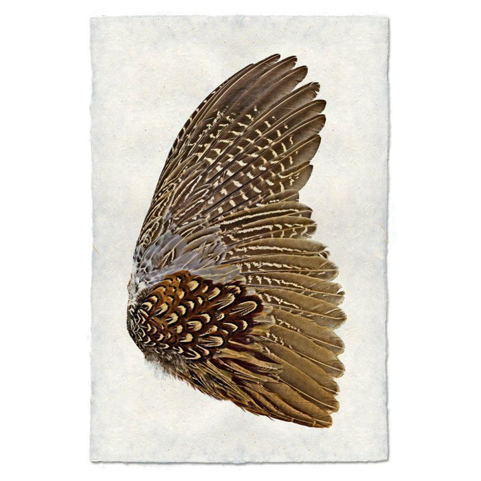 A single Pheasant wing with detailed brown and white feathers against a plain white background exemplifies organic nature art, captured in the "Feathers Ring Neck Pheasant Right Photography Art" by Barloga Studios.