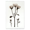 Black White Roses Photography on Handmade Paper