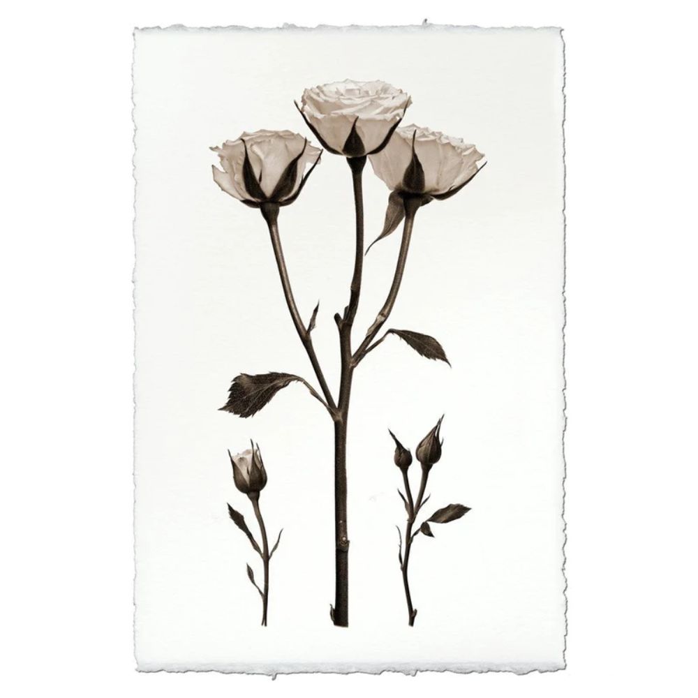 Black White Roses Photography on Handmade Paper