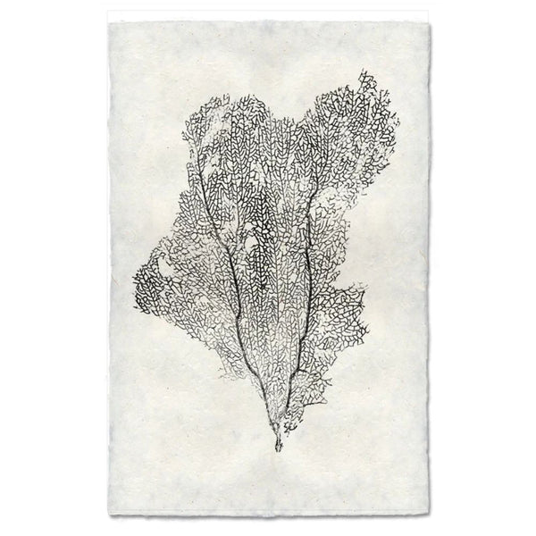 photography art handmade paper sea fan