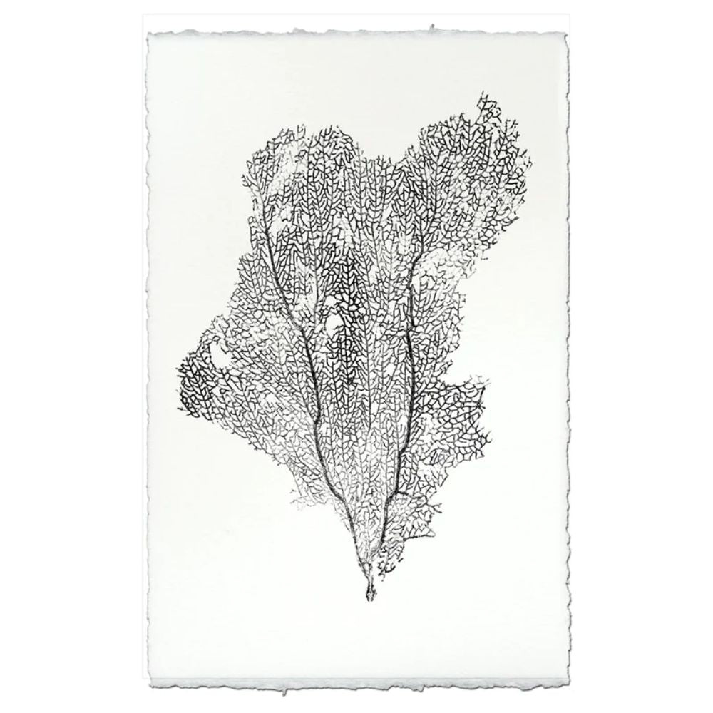 photography art handmade paper sea fan