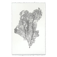 photography art handmade paper sea fan