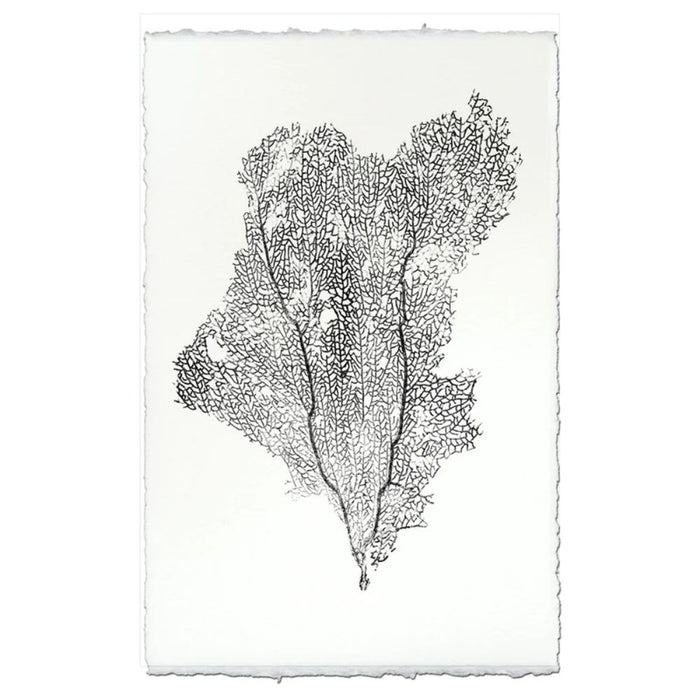 photography art handmade paper sea fan