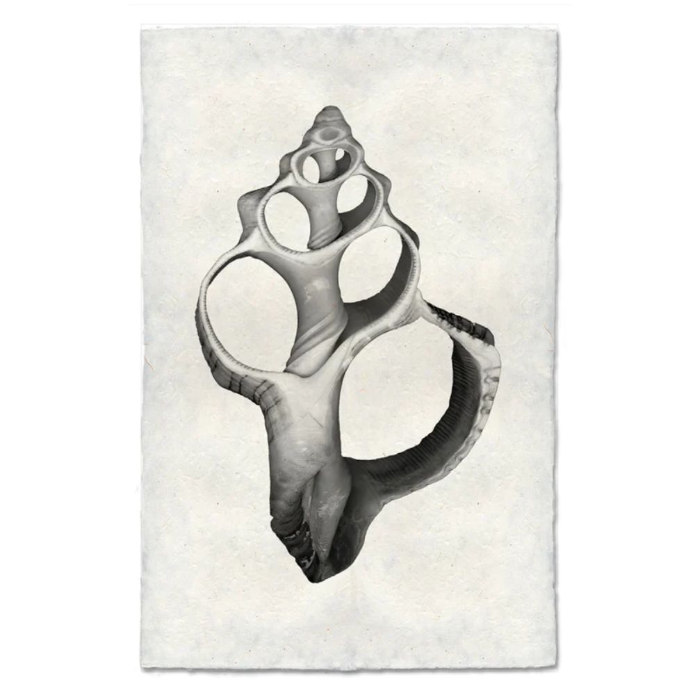 photography art handmade seashell