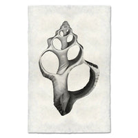 photography art handmade seashell
