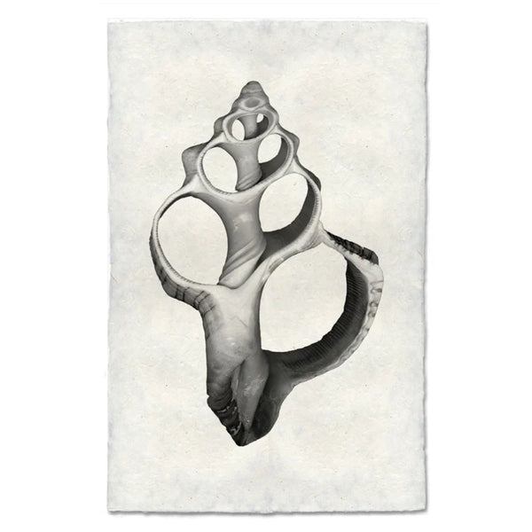 photography art handmade seashell