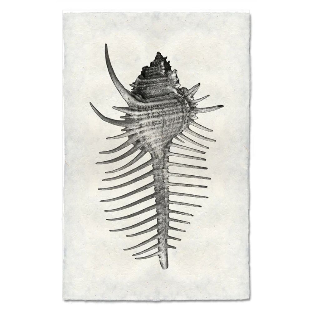 photography art blue handmade spiny murex seashell