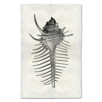 photography art blue handmade spiny murex seashell