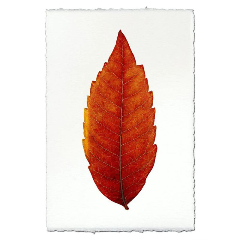photography handmade paper sumac leaf nature wall art