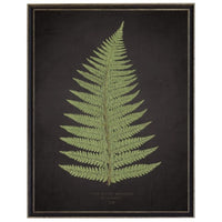 fern on black wall art