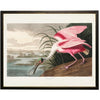 framed wall art pink spoonbill coastal shadowbox