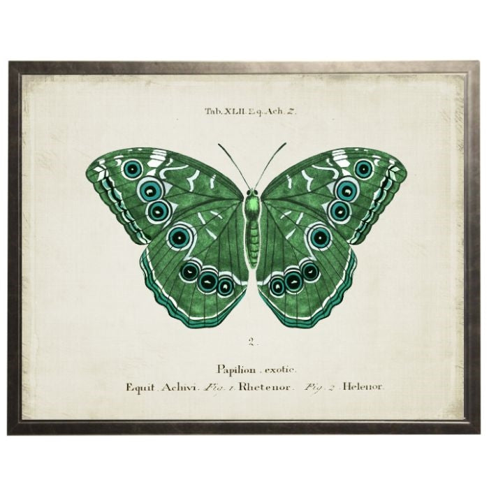 Vintage Butterfly Wall Art