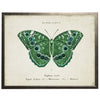 Vintage Butterfly Wall Art