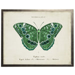 Vintage Butterfly Wall Art