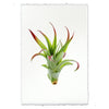 green air plant photography print organic