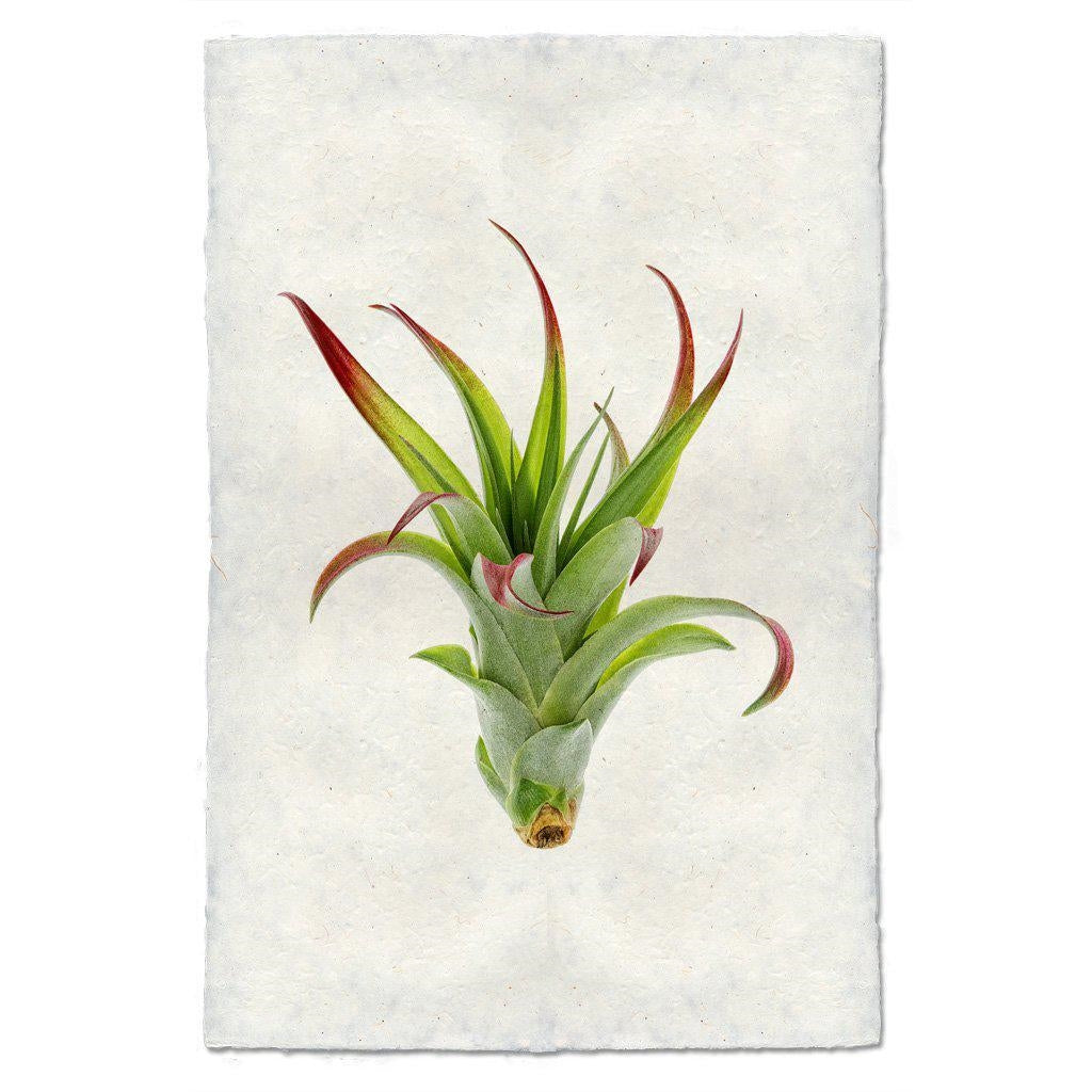 air plant wall art Air Plant - Tillandsia Brachii Wall Art