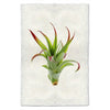 green air plant photography print organic